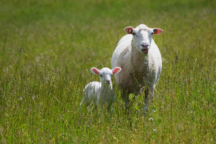 山羊 山羊さん2025年12月27日 - YouTube